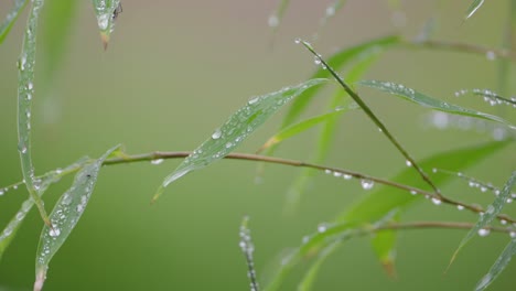 close-up of dew drops on bamboo leaves