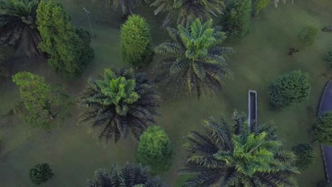 top down aerial view of a row of palm trees.