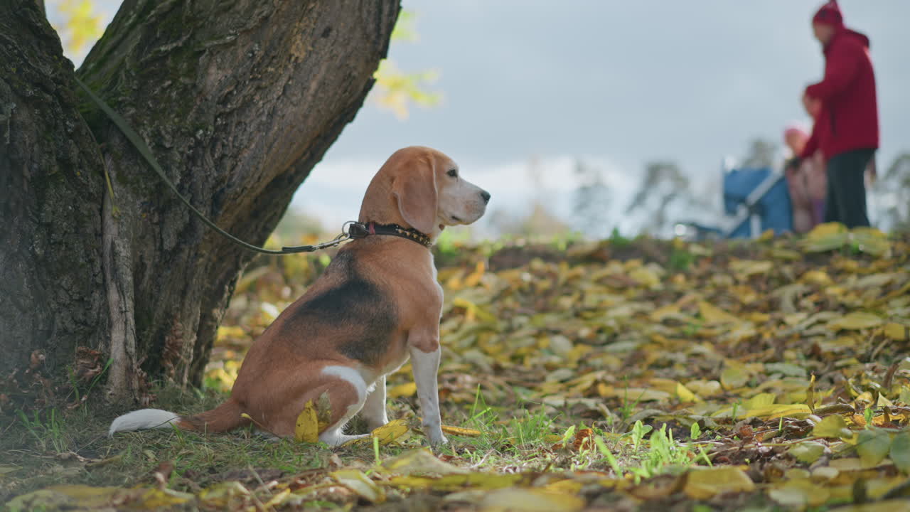 beagle dog sitting calmly near tree with leash tied, gazing into distance as family walks past on leaf-covered hill under overcast sky in serene autumn park setting with golden foliage