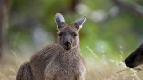 close up of a kangaroo at deep creek conservation park