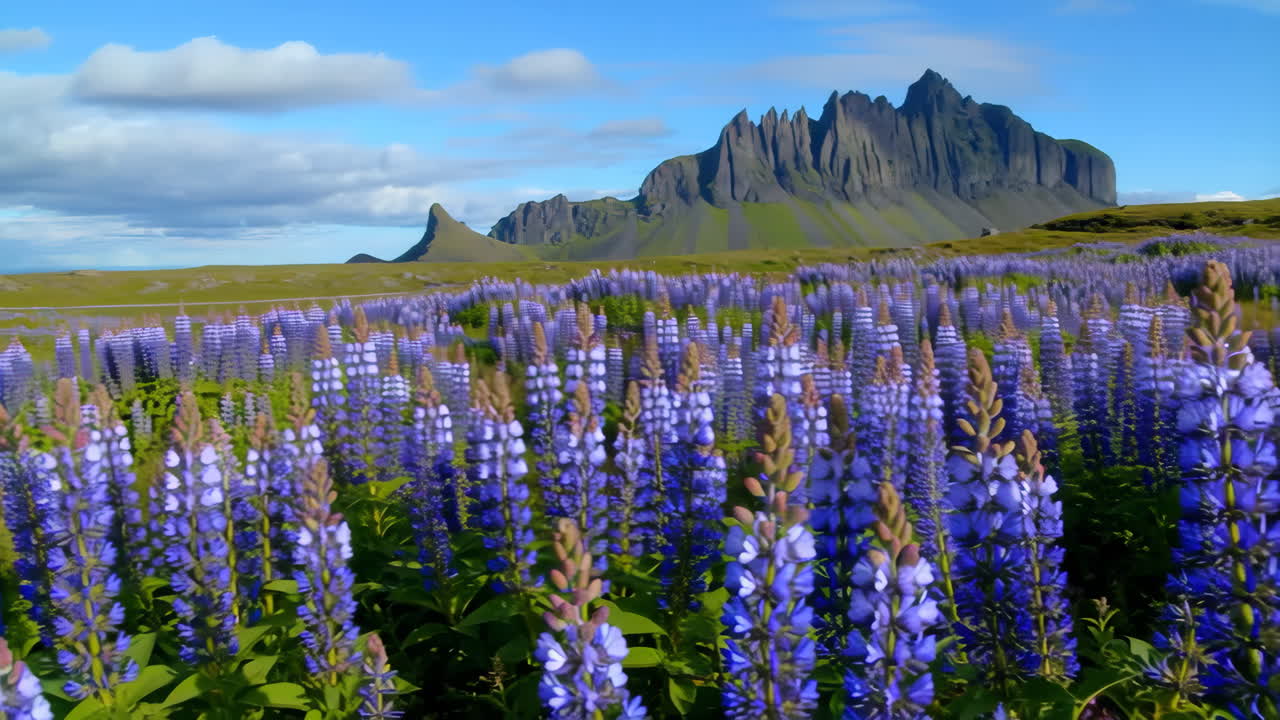 Lupine field in Iceland with mountains