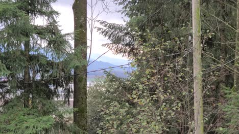 static view, through the vegetation, of a rescue helicopter