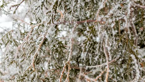 cinemagraph, 4k, falling snow in the winter forest, loop