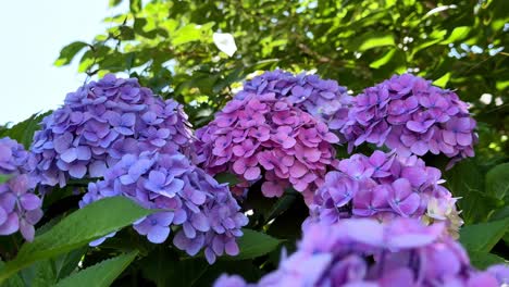 Vibrant purple and pink hydrangeas bloom under the summer sun