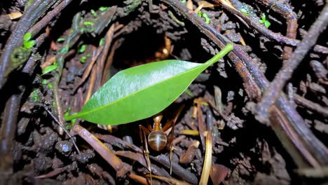 close-up of a weaver ant carrying a leaf