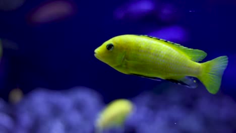 cíclidos coloridos en el acuario