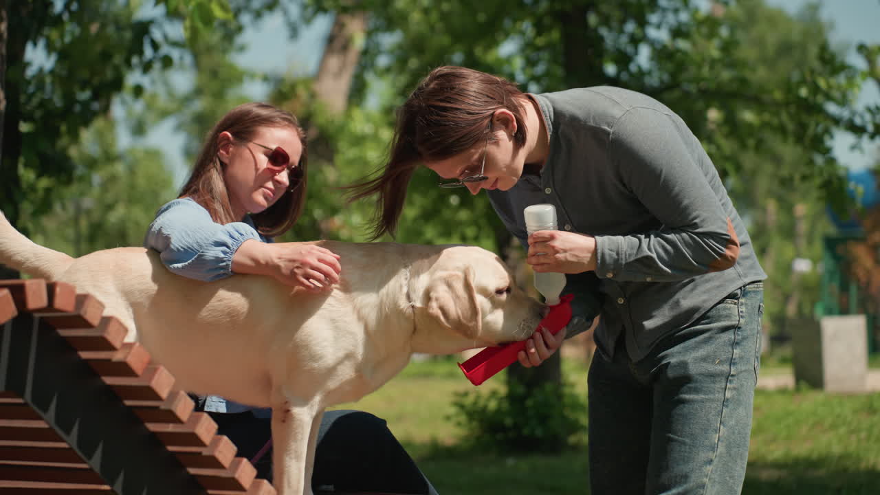 다정한 부부가 장난기 넘치는 강아지에게 친절을 베풀고 있어요. 야외에서 래브라도에게 물과 간식을 나눠주고, 나뭇잎이 무성한 나무 아래에서 쾌활한 래브라도에게 물과 간식을 주는 따뜻한 부부의 모습입니다.