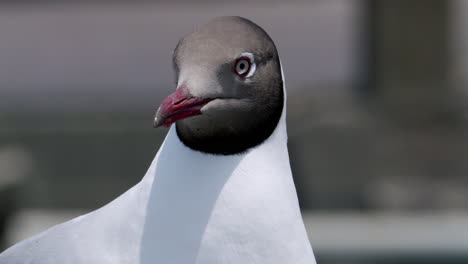 Close-up-of-a-lone-black-headed-seagull,-Chroicocephalus-ridibundus-perching-on-the-concrete-railing-at-a-jetty-in-Bangpho-in-Samut-Prakan,-in-Thailand