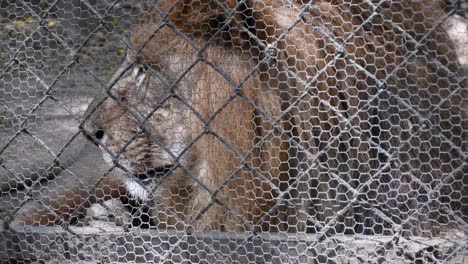 caged lion inside a zoological park