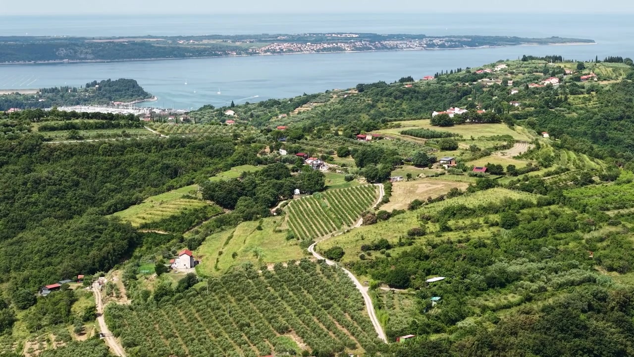 Ripresa con drone di una pianura costiera sopra il Mare Adriatico, case di paese, uliveti e vigneti sopra Izola, Slovenia.