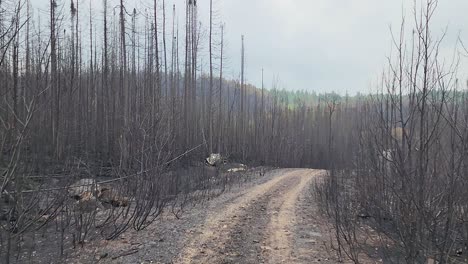 climate change and forest regeneration in the rain