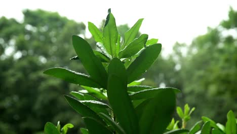 Water-droplets-falling-on-green-leaves