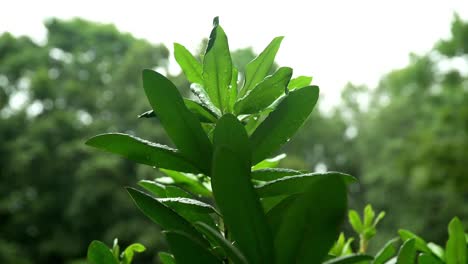 gotas de agua cayendo sobre hojas verdes