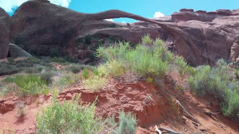 Tilting-up-shot-from-desert-shrub-in-the-foreground-to-Landscape-Arch-in-the-background-at-Arches-National-Park,-Utah