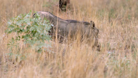 Warthogs looking for food in between the grass and trees in South Africa