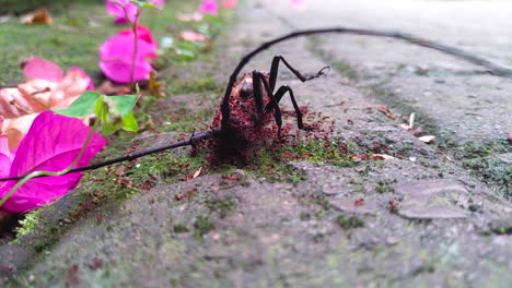 the body of a longhorn is being eaten by ants