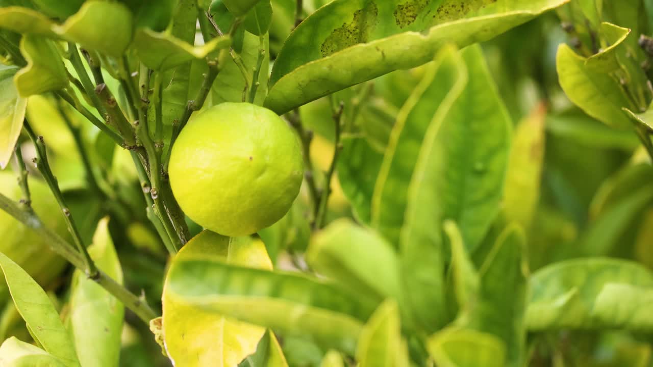 primer plano de un limón en un árbol