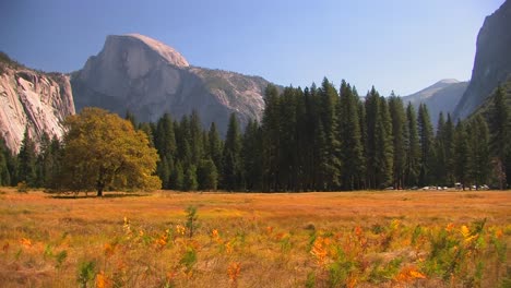 trees stand at the edge of a mountain meadow in yosemite national park california 1