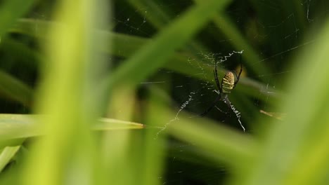 Rice-and-Dragonfly-in-Early-Morning-at-Surin-Province,-Thailand