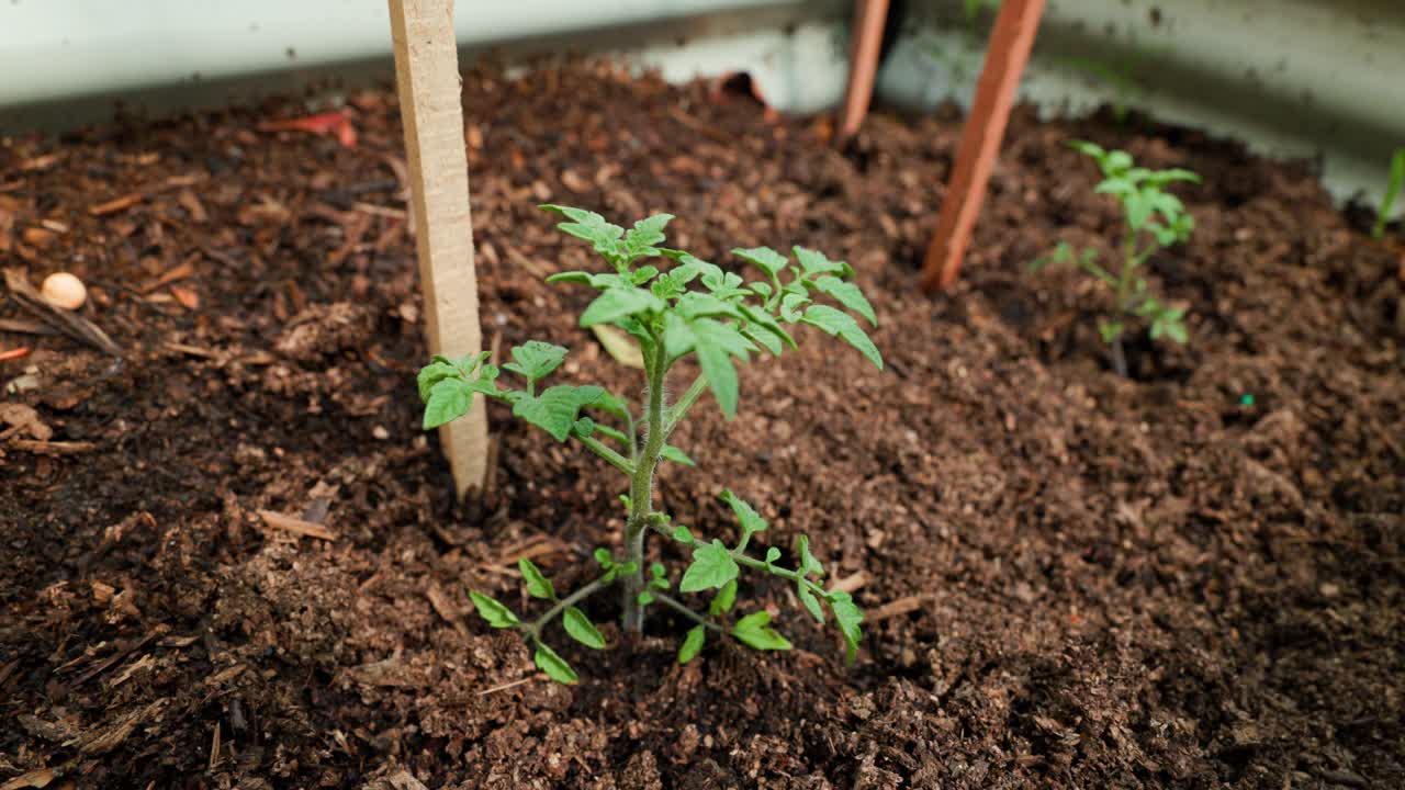 A row of young cherry tomato plants growing in rich soil in a backyard vegetable garden. Perfect for organic gardening and fresh produce visuals.