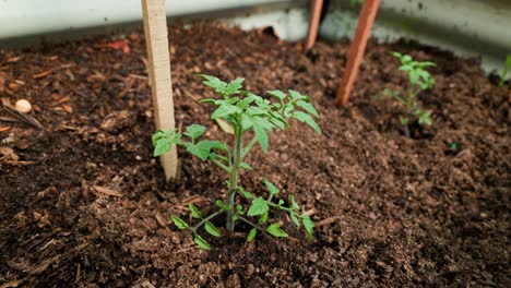 a row of young cherry tomato plants growing in rich soil in a backyard vegetable garden. perfect for organic gardening and fresh produce visuals.