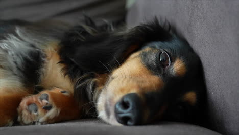 sleepy dachshund dog lying on its side on a grey sofa slowly closes it's eyes