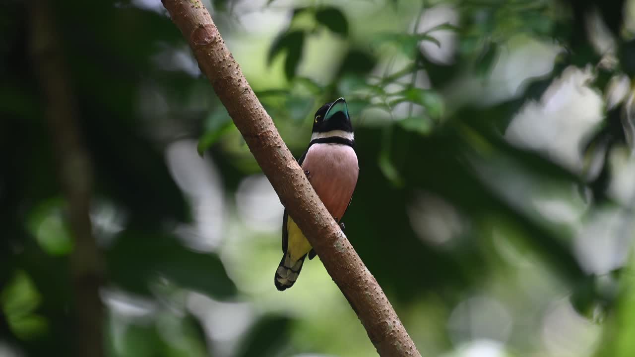 pico ancho negro y amarillo, eurylaimus ochromalus, parque nacional kaeng krachan