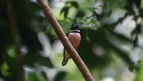 black-and-yellow broadbill, eurylaimus ochromalus, kaeng krachan national park