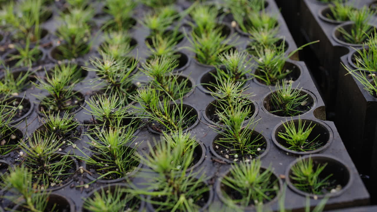 Detailed closeup of seedlings growing in a greenhouse, vibrant rows sustainable agriculture