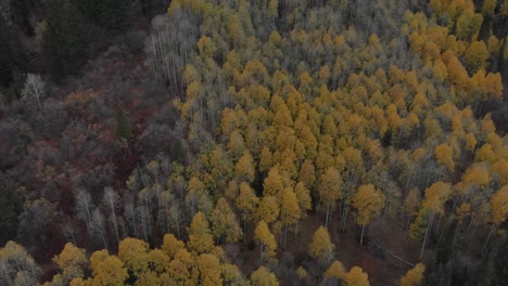 Drone-footage-of-colorful-trees-in-the-mountains