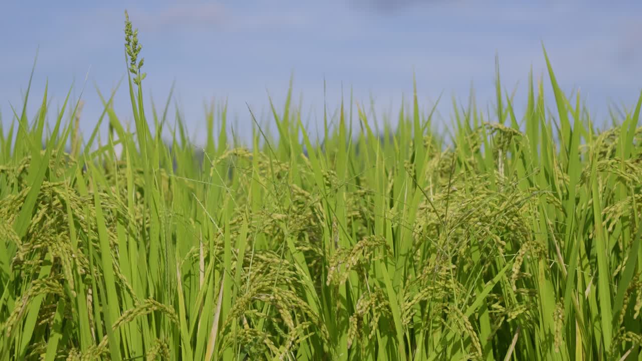 Cinematic close up of rice almost ready for harvest