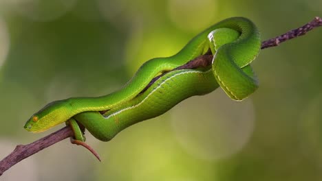 la víbora de labios blancos es una víbora venenosa endémica del sudeste asiático y a menudo se encuentra durante la noche esperando en una rama o rama de un árbol cerca de un cuerpo de agua con muchos alimentos