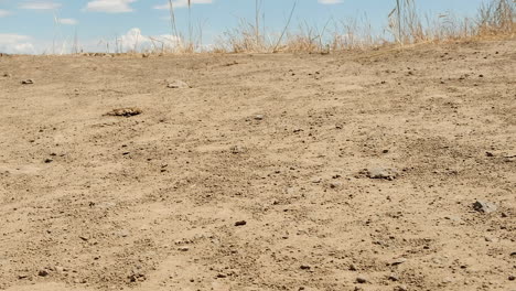 red banded sand wasp flies into and out of den in packed soil ground