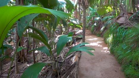 Walking-through-tropical-jungle-path-with-giant-palm-trees-and-fern-leaves