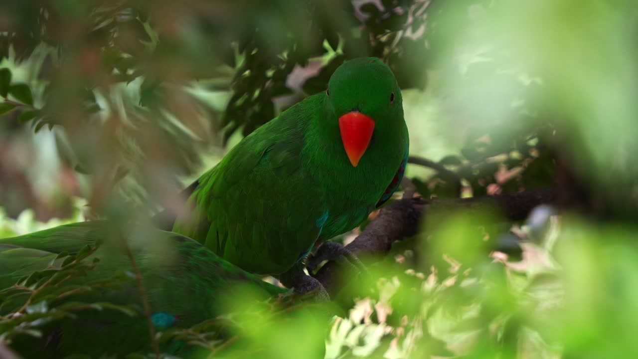 dos machos de eclectus de las molucas, ecleectus roratus, posados en una rama en el bosque bajo el dosel de árboles exuberantes, una fotografía de cerca de una especie de loro exótico