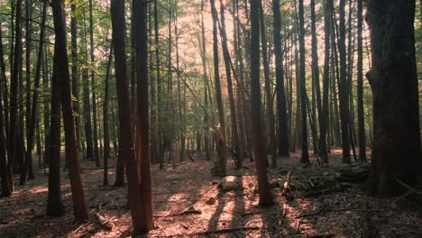 Schönes-Goldenes-Licht-Während-Eines-Sommersonnenuntergangs-In-Einem-Magischen-Wald