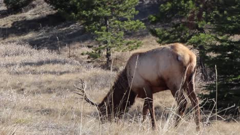 un gran alce peludo come hierba alta y seca en una soleada pradera perenne