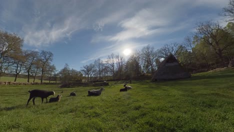 rebaño de cabras descansando fuera de un día soleado en un pueblo de la edad de bronce nórdico reconstruido