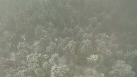 top down aerial shot of pine trees transitioning from winter snow to summer green