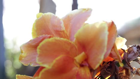 Close-up-focus-pull-of-beautiful-orange-flower-with-early-morning-sun-with-lens-flair