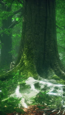 enchanted forest: lush greenery and mysterious woods