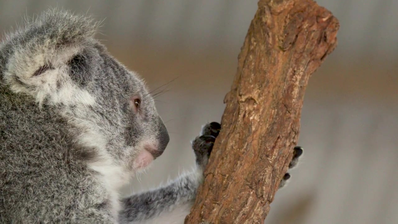 Primo piano di un koala selvatico che si arrampica su un ramo d'albero dalla superficie ruvida in Australia, con illuminazione soffusa.