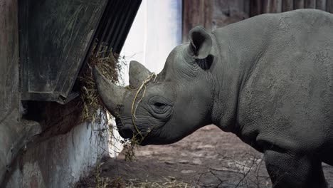 Nahaufnahme-Breitmaulnashorn-Essen-Im-Wildpark-Im-Zoo-Von-Chester,-Großbritannien