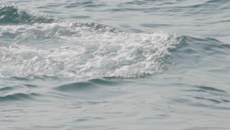 swimming humpback whale with baby in calm ocean waters, creating gentle waves