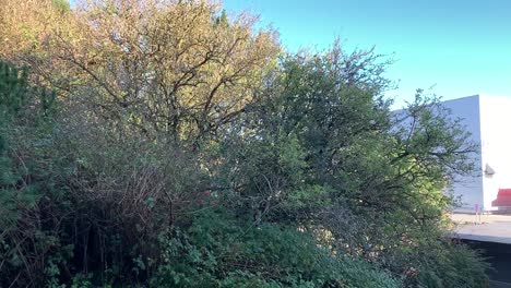 small-trees-in-the-shade