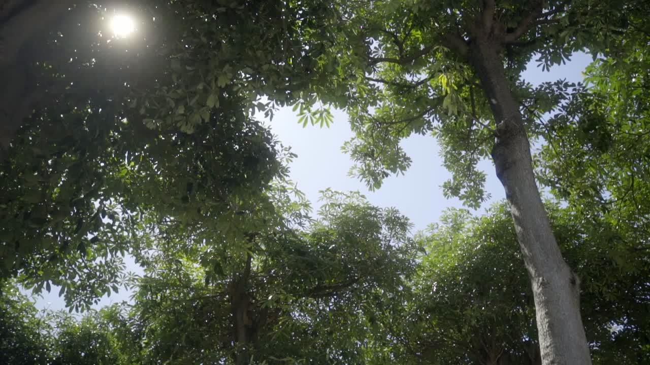 la vista para mirar hacia el bosque