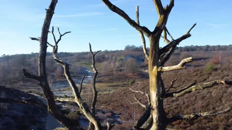 drone shot going through a dead tree looking over nature national park