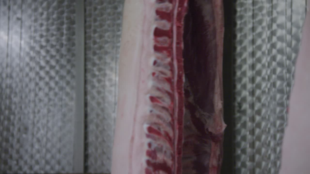 Pig carcasses without intestines moving on transportation conveyor belt