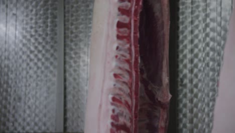 canales de cerdo sin intestinos que se mueven en una cinta transportadora de transporte