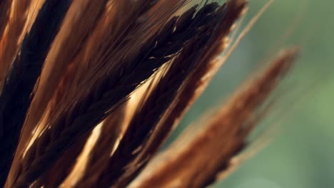 Close-up-of-the-wheat-ears-of-a-golden-cereal-crop-ready-to-harvest